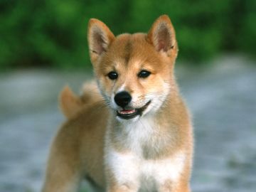 ワンニャンの杜