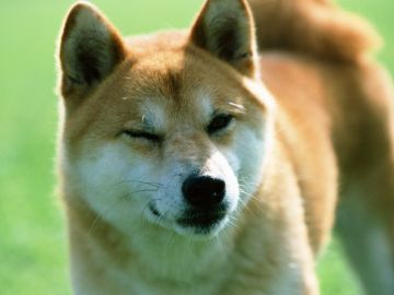 ペット霊園天の川