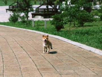 北山空のペット霊園