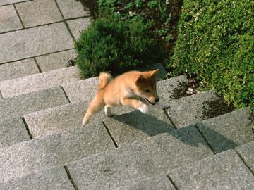 ペット葬祭センター福島／メモリアルパーク