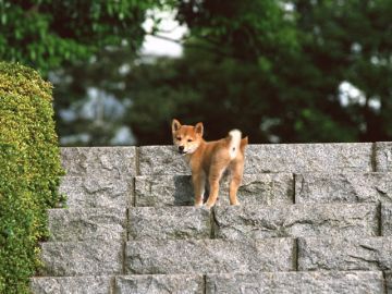 妙建寺