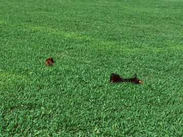 ペットメモリアルパークきさらづの園