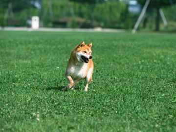 ペット霊園やすらぎ