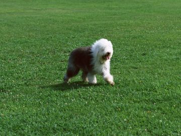 麻布十番・動物浄苑