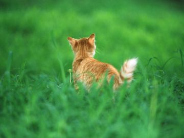 香川県ペットメモリアルパーク御殿動物霊園葬祭場