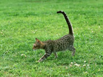 徳島動物ペット葬儀社