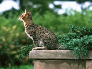 大正動物霊園