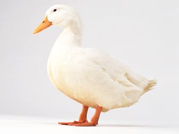 関東動物愛護霊園