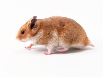 愛ペットセレモニーハロー