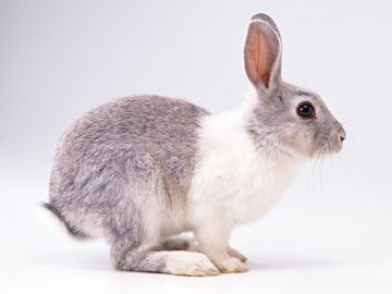 ハーティ・ペットメモリアル大野城