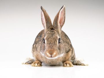ペットメモリアルランド１１Ｃカンパニー