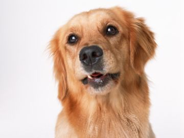 麻布十番・動物浄苑