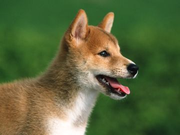 みちのく動物霊園