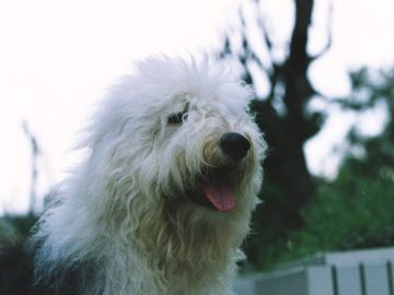 鉢巻山動物霊園現地