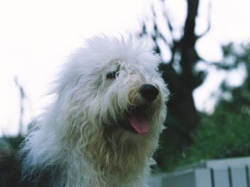 麻布十番・動物浄苑