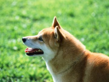 愛ペット葬祭やすらぎ