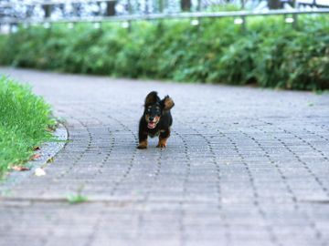 ペットセレモニー　ライク