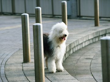 香川県ペットメモリアルパーク御殿動物霊園葬祭場