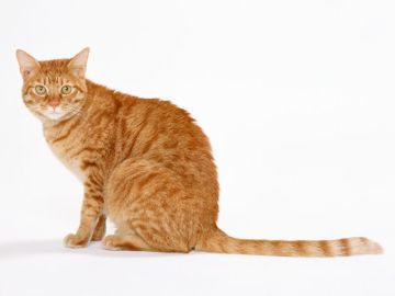 有限会社ペットドリームパーク霊園事務所