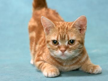 麻布十番・動物浄苑