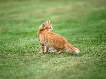 香川県ペットメモリアルパーク御殿動物霊園葬祭場