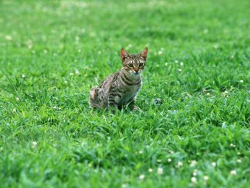 麻布十番・動物浄苑