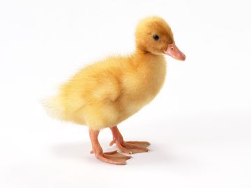 優愛セレモニー